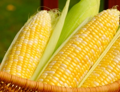 Cooperativa sagrada familia inicio 3