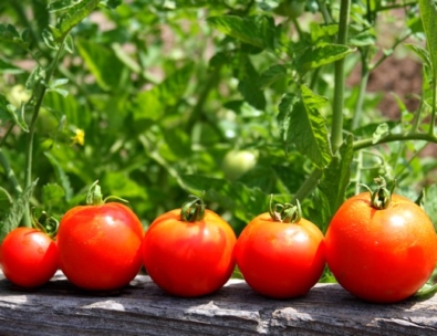 Cooperativa sagrada familia inicio